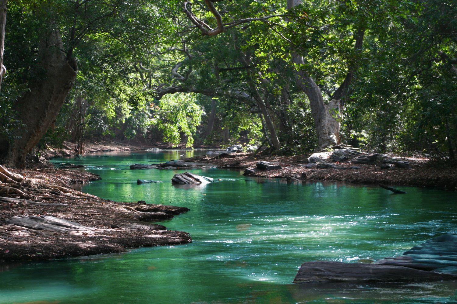 Rio cercado por vegetação